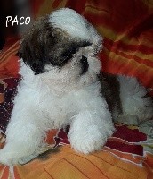 Paco