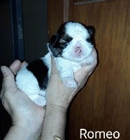 Romeo