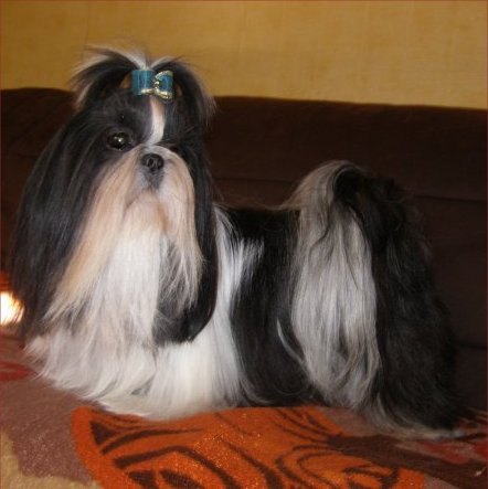 Dakota de la colline de Saint-Joseph